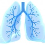 Lungs